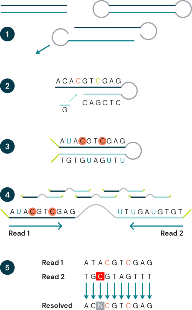 biomodal duet multiomics workflow