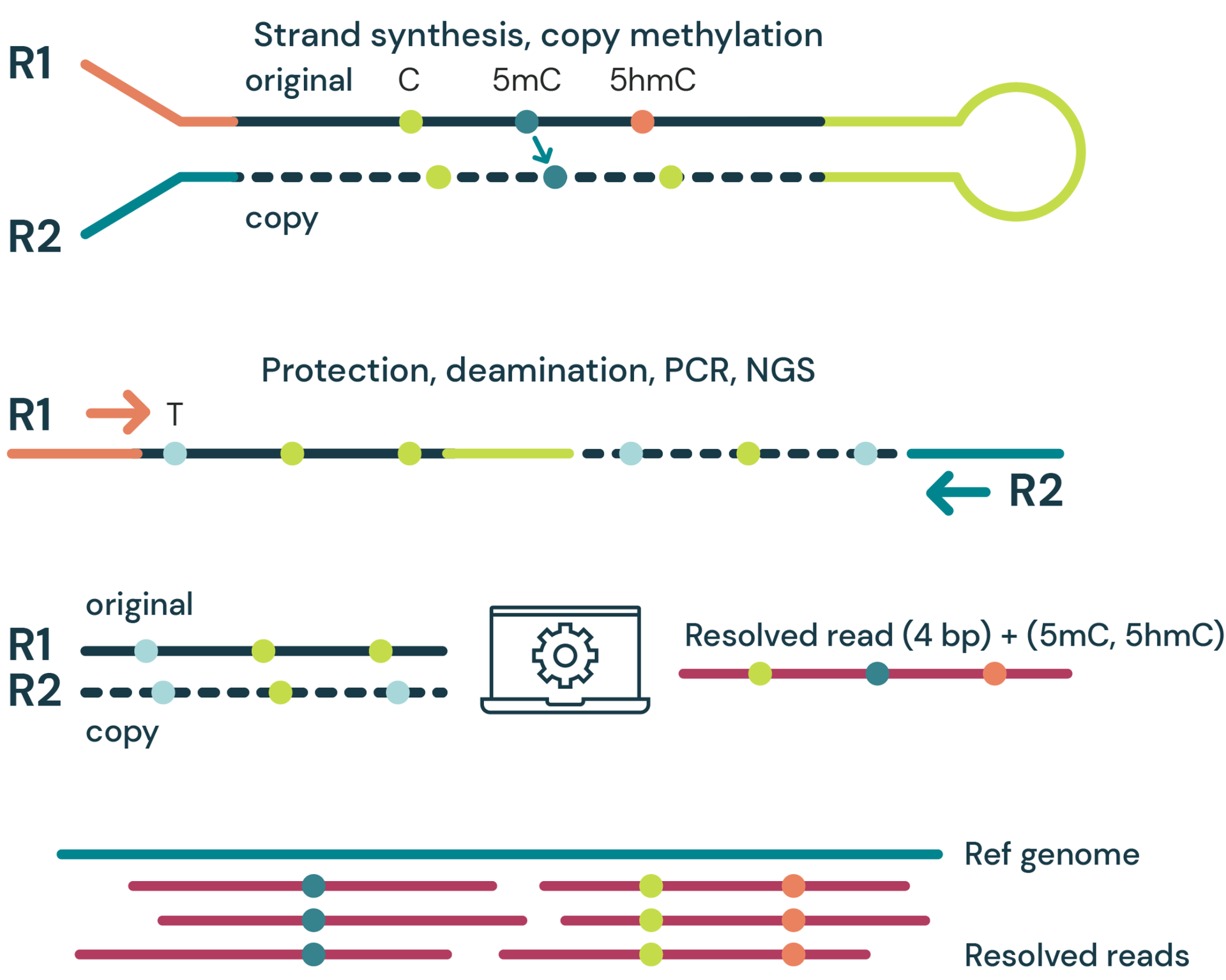 The duet evoC workflow for 6-base sequencing