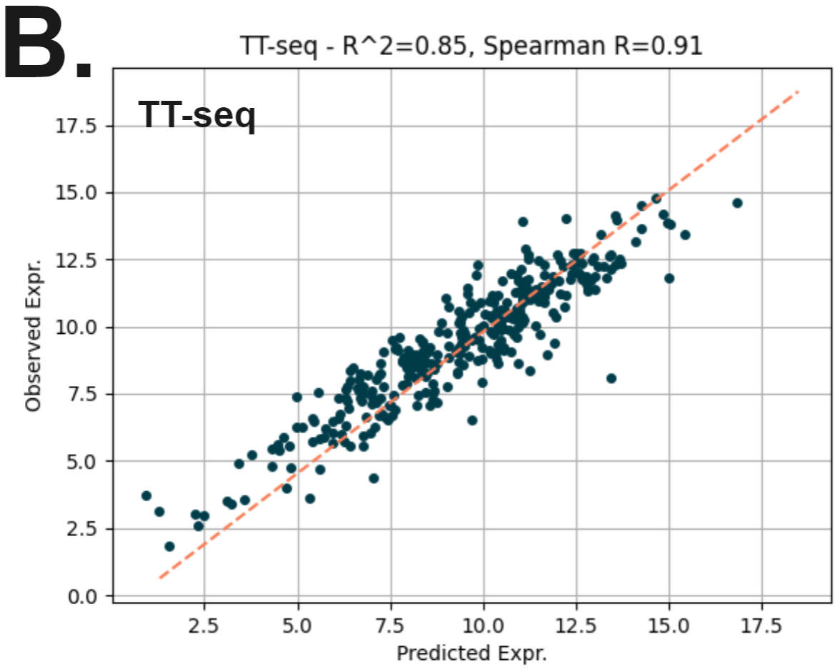 Using duet evoC to build a machine learning model that accurately predicts TT-Seq data