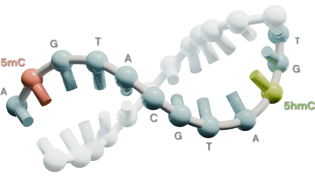 The 6-base genome