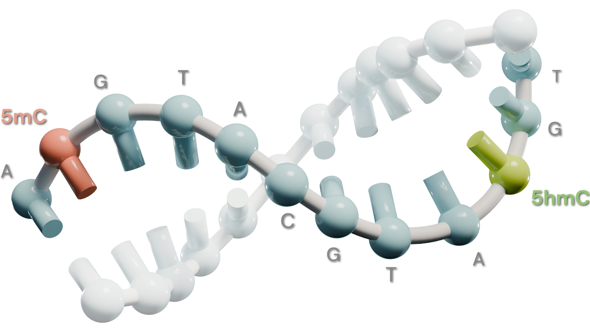 The 6-base genome