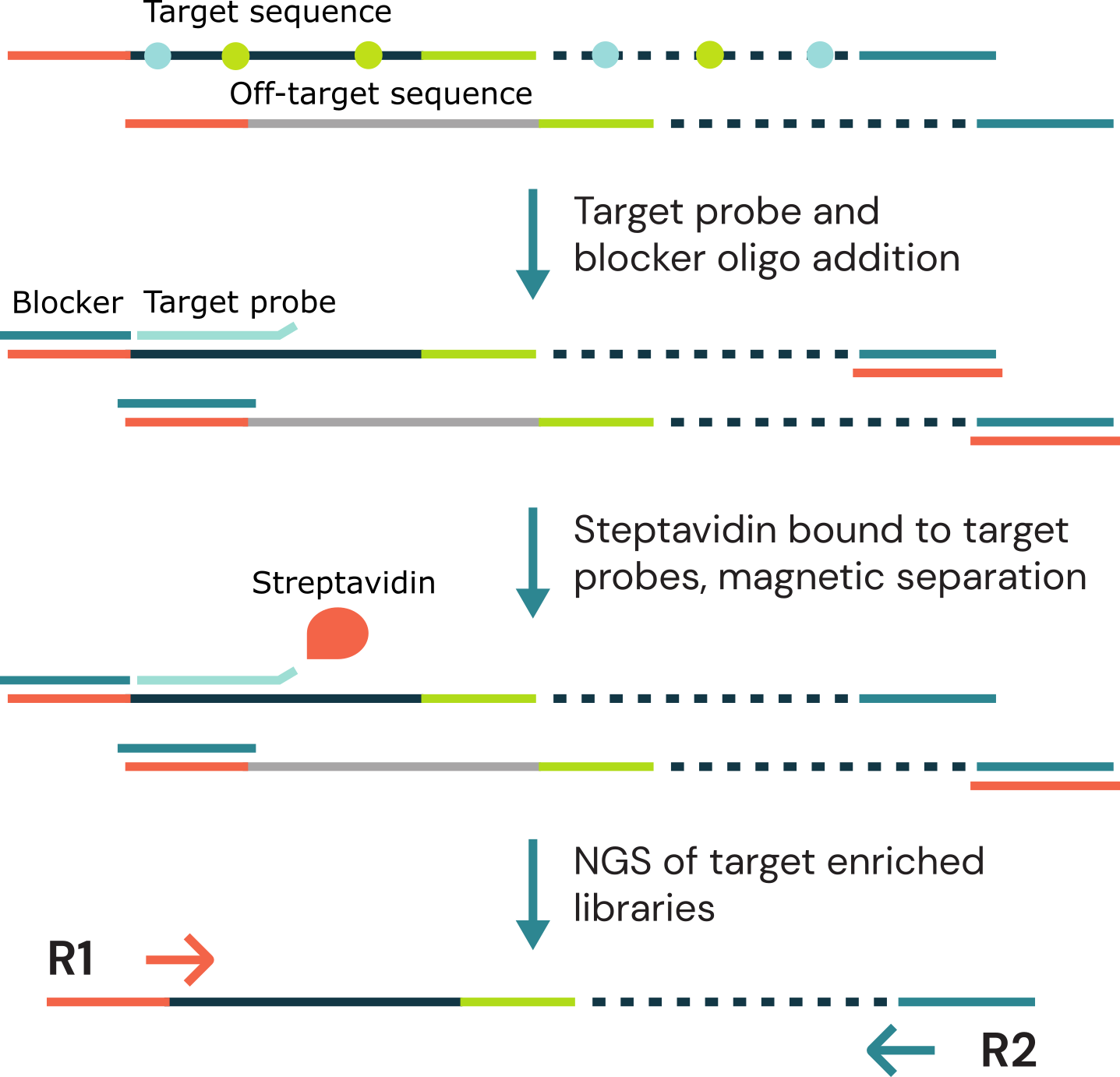 Workflow schematic for duet evoC target enrichment