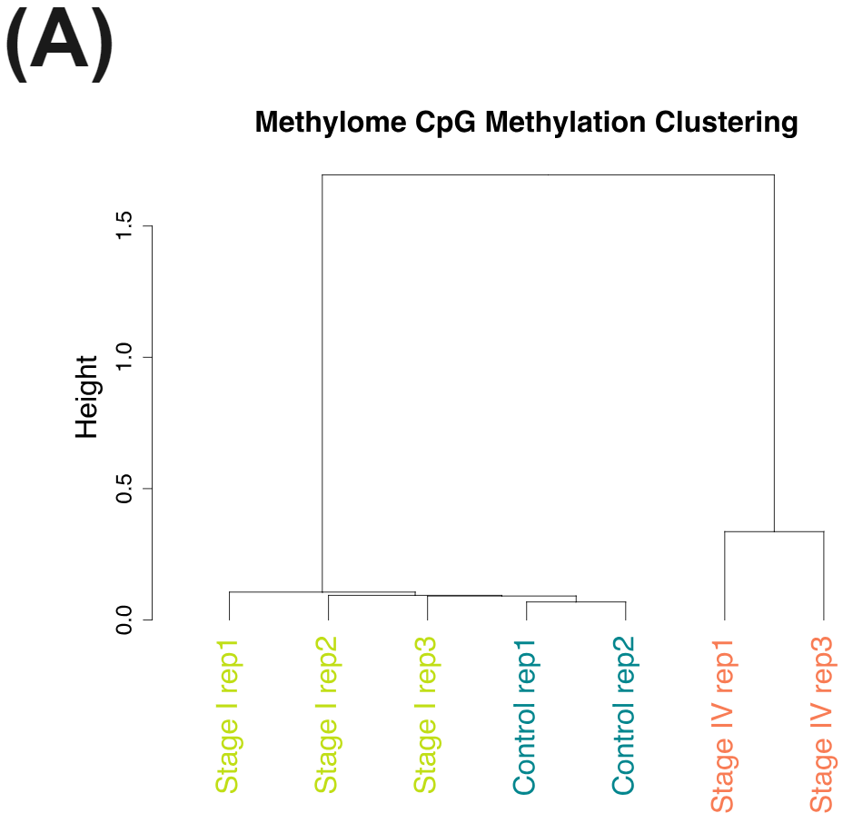Methylome CpG Methylation Clustering for healthy and CRC cfDNA generated with duet evoC