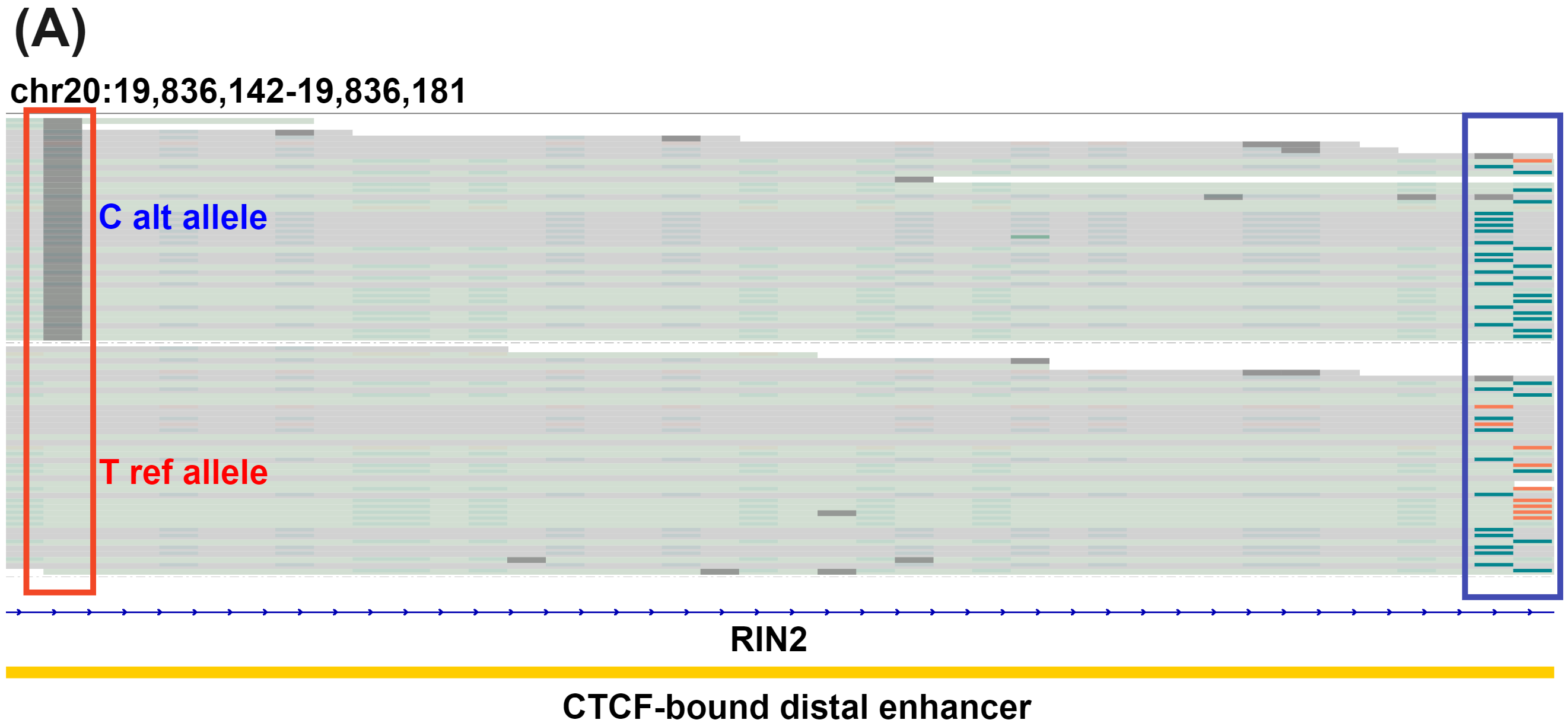 Allele specific hydroxymethylation in RIN2 enhancer detected using duet evoC