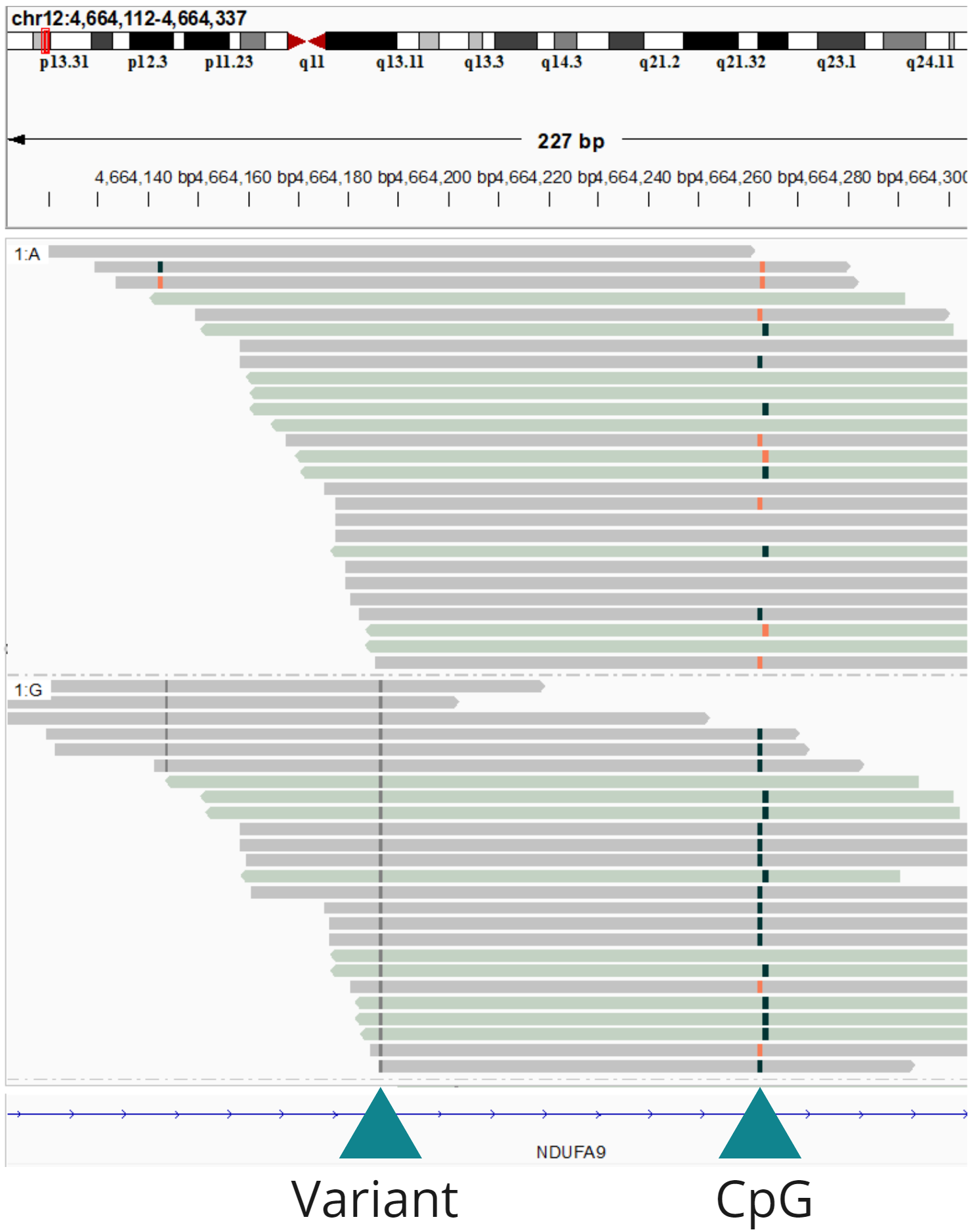 Variant-associated methylation identified using duet evoC