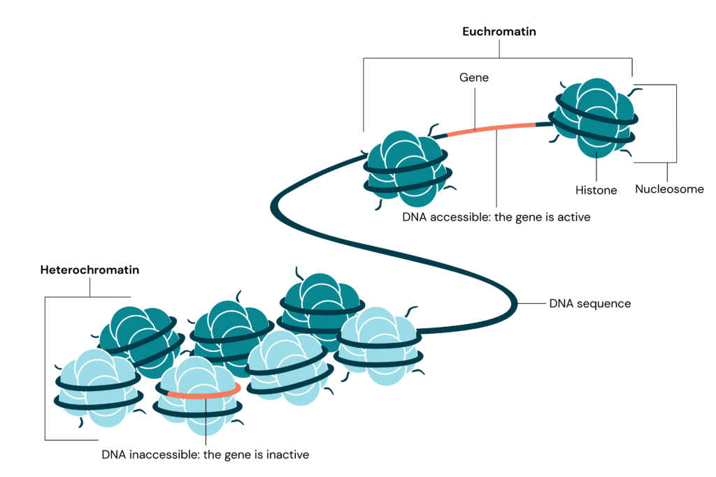 Heterochromatin