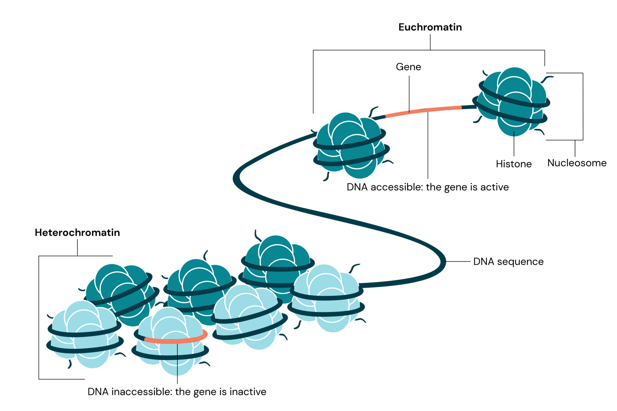 The role of heterochromatin in genome organisation | biomodal