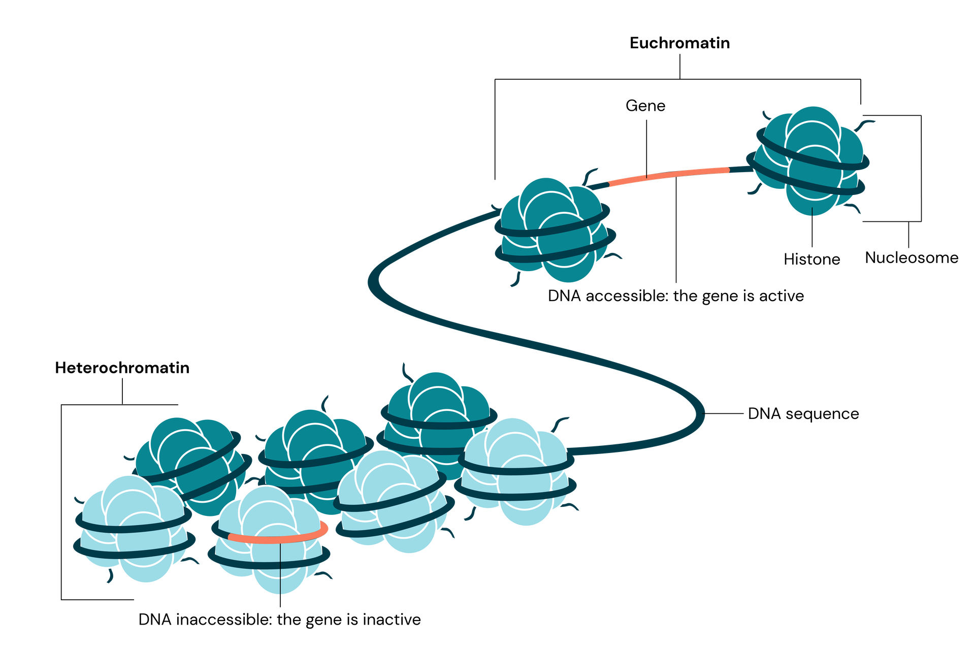 Heterochromatin