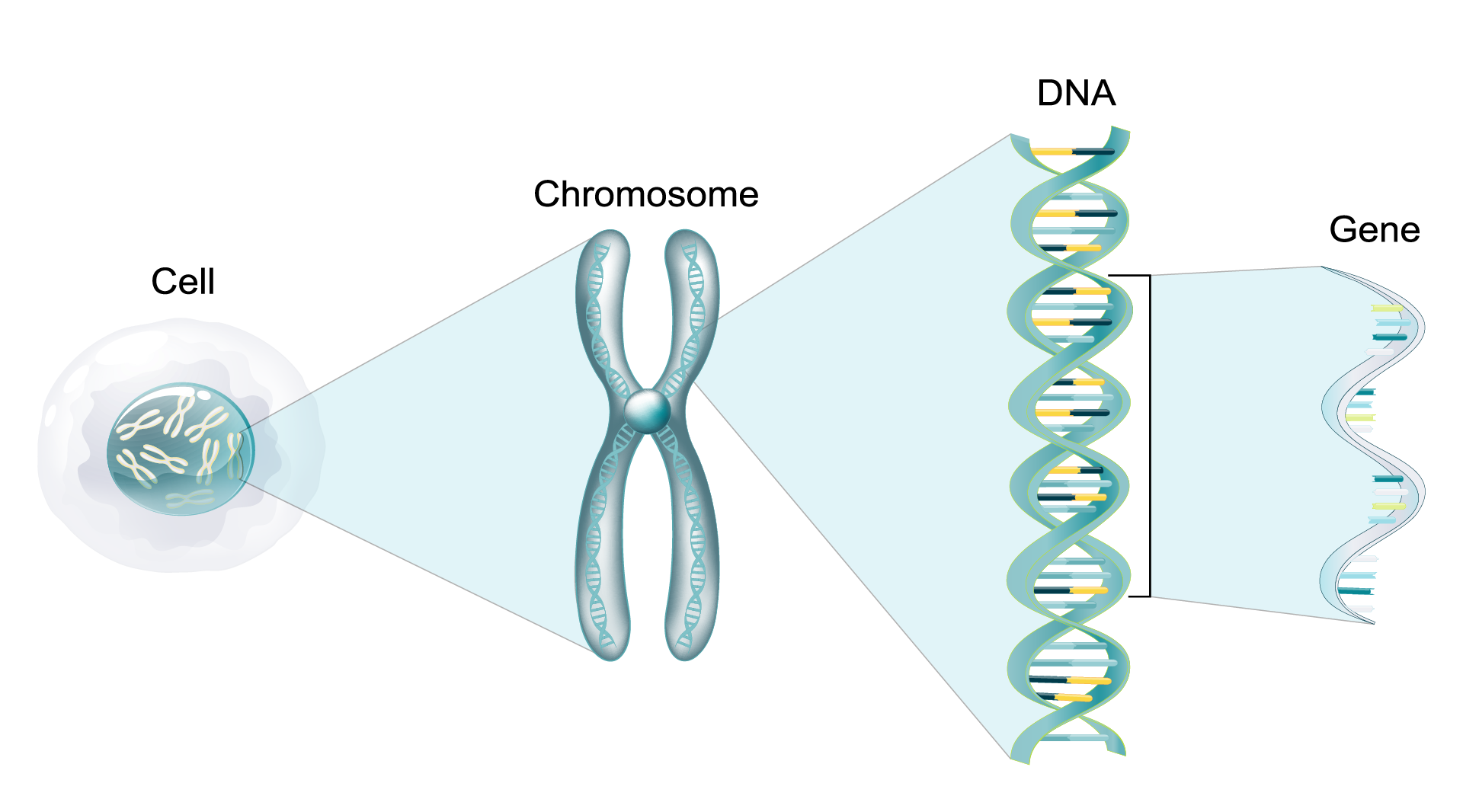 How DNA methylation affects gene expression