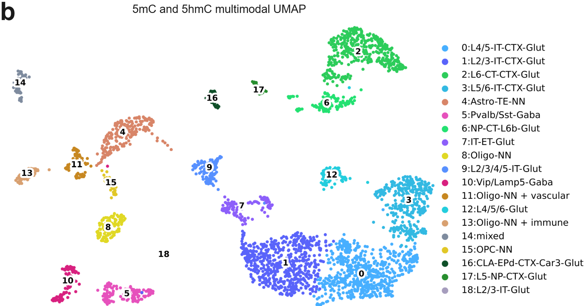 (b) A reprojected UMAP using duet evoC reading of 5mC and 5hmC of the mouse cortex with annotated cell types.