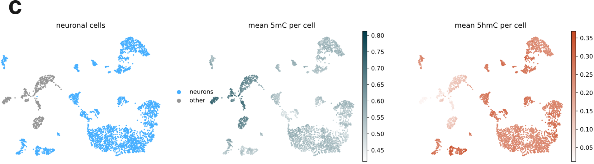 (c) An example of the epigenetic profile across the Foxp2 gene along with companion expression data of this gene for different cell-types from single cell RNA-seq⁴.