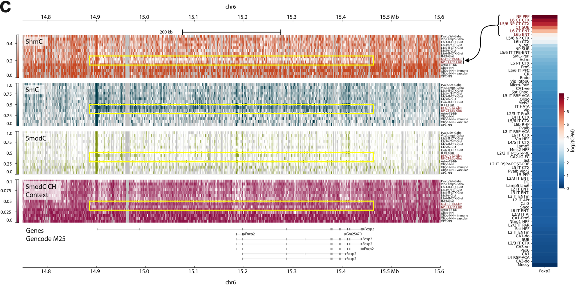 (c) An example of the epigenetic profile across the Foxp2 gene along with companion expression data of this gene for different cell-types from single cell RNA-seq⁴.