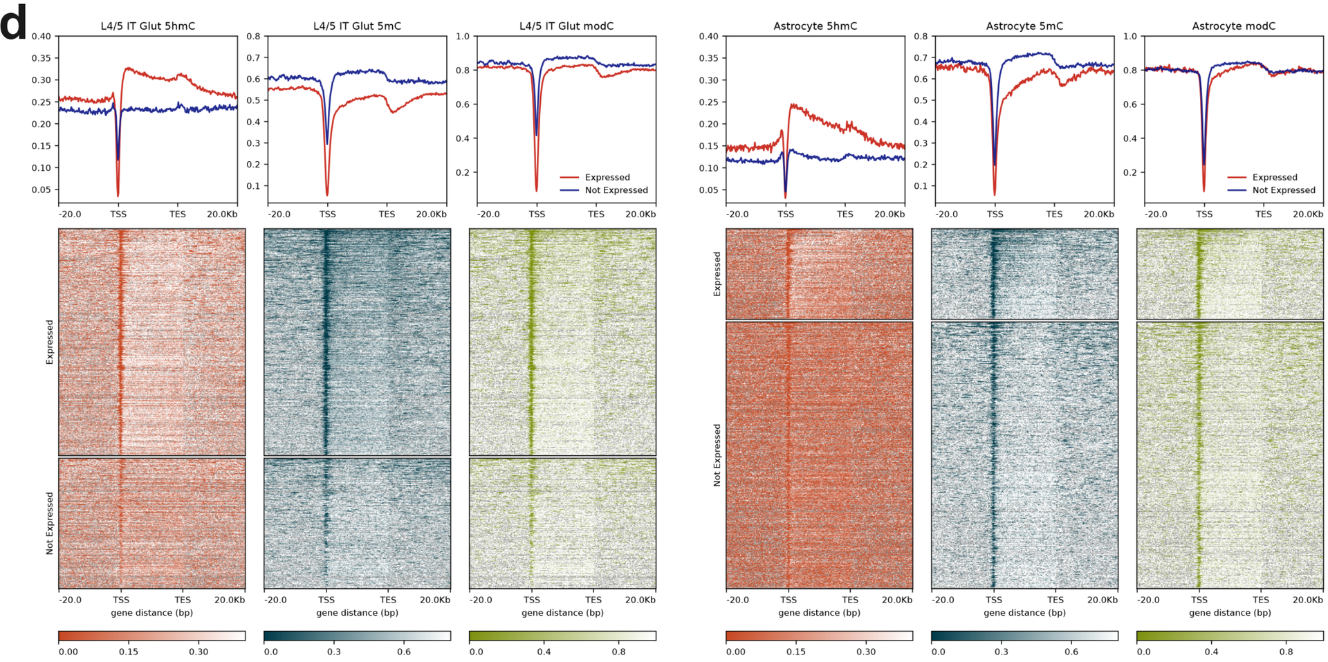 (d) Gene body 5mC, 5hmC, and 5modC patterns for expressed and non-expressed genes.