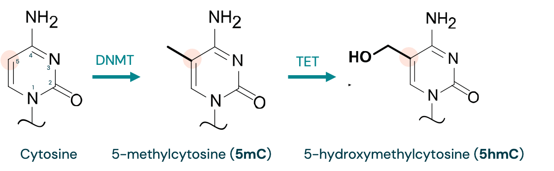 Cytosine modifications at the fifth carbon is a major target of epigenetic modification in mammalian genomes.