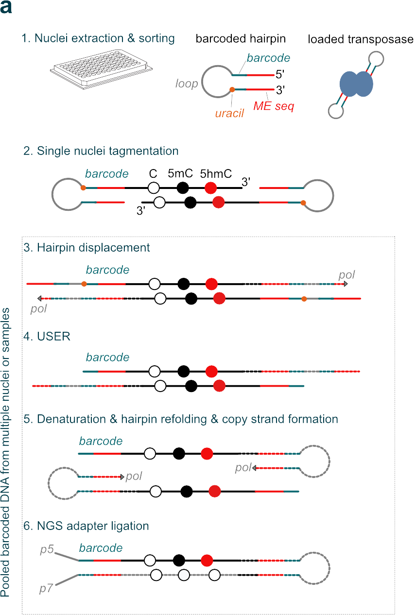 (a) Nuclei sorted into wells are tagmented after nucleosomal disruption using Tn5 loaded with a hairpin containing a cell-specific barcode, and DNA from multiple nuclei is pooled. A duet library is constructed using steps 3-6.