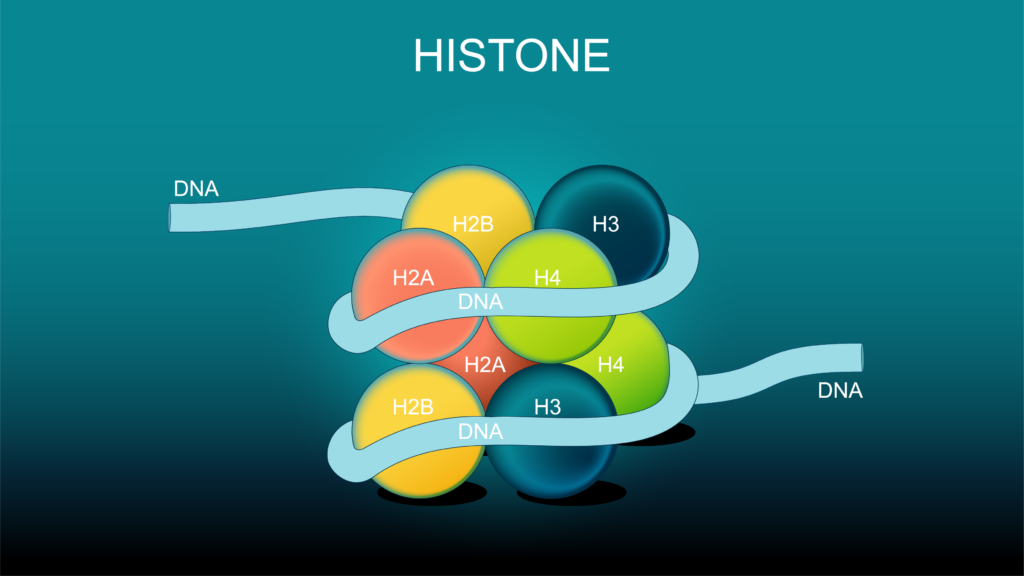 241104 histone