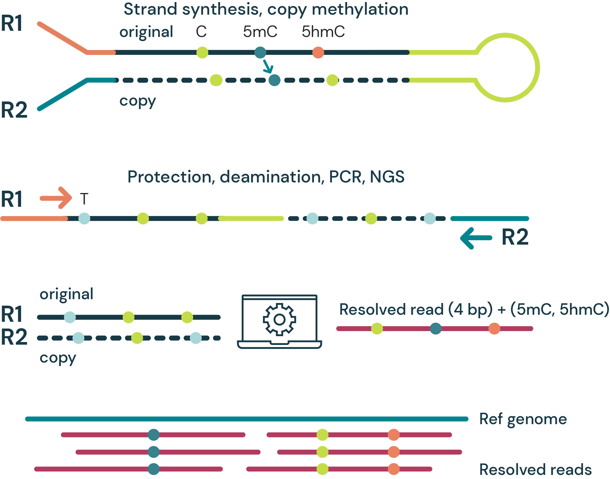 duet multiomics solution evoC is a 6-base calling technology that reads all four canonical bases plus 5mC and 5hmC