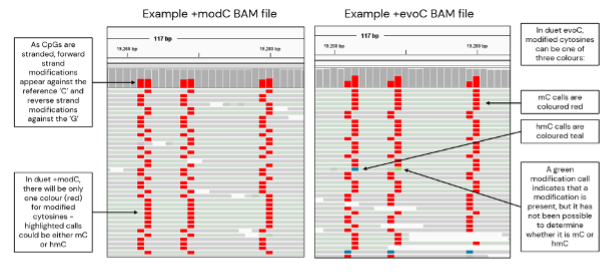 Generating Consensus Sequence From Bam File – SJJOE