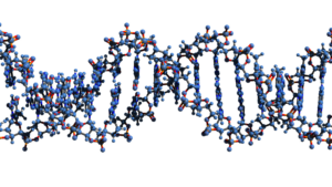 DNA double helix