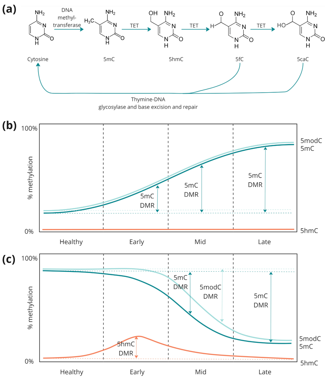 5mC and 5hmC increase sensitivity of early cancer detection