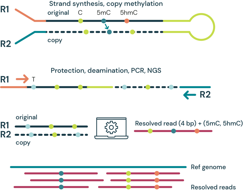 duet multiomics solution evoC - a 6-base sequencing technology that reads all four canonical bases plus 5mC and 5hmC via strand copy, 5mC copy and 5mC + 5hmC protection enzymatic steps.