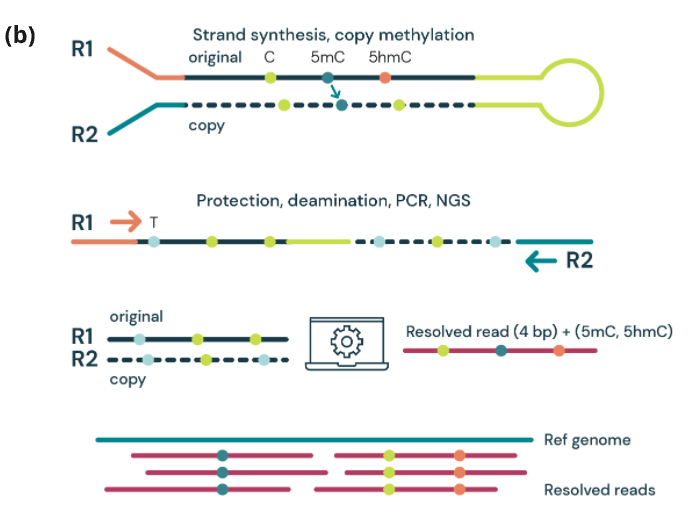 Figure 2b 1