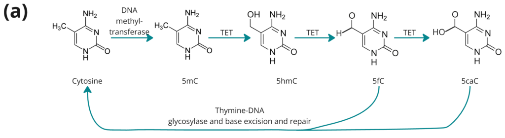 Thymine-DNA glycosylase and base excision and repair