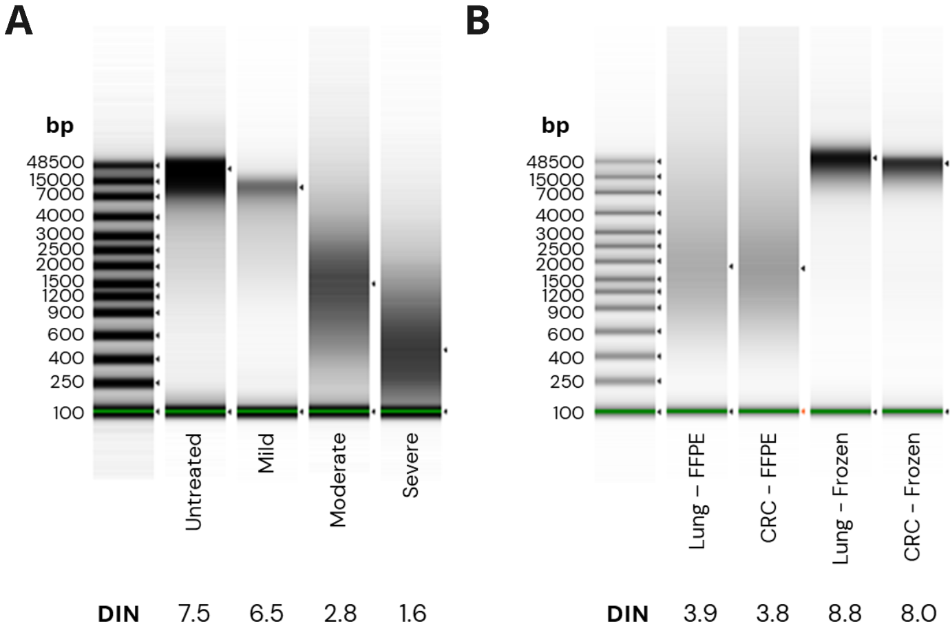 Characterising cancer 6-base genomes using fresh frozen and formalin fixed tissue 2 A. fcDNA quality was assessed using the ScreenTape assay. Mild, moderate and severe damage corresponded to DNA Integrity Number (DIN) ranges of > 5.1, 2.5 - 5.1 and < 2.5 respectively. B. FFPE cancer samples show DIN values of 3.9 and 3.8 and FF samples show DIN scores ≥ 8.