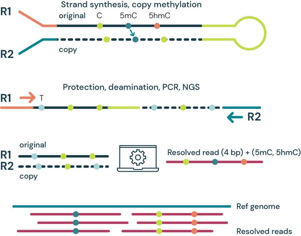 Characterising cancer 6-base genomes using fresh frozen and formalin fixed tissue 1 biomodal Marketing redraw 11 1