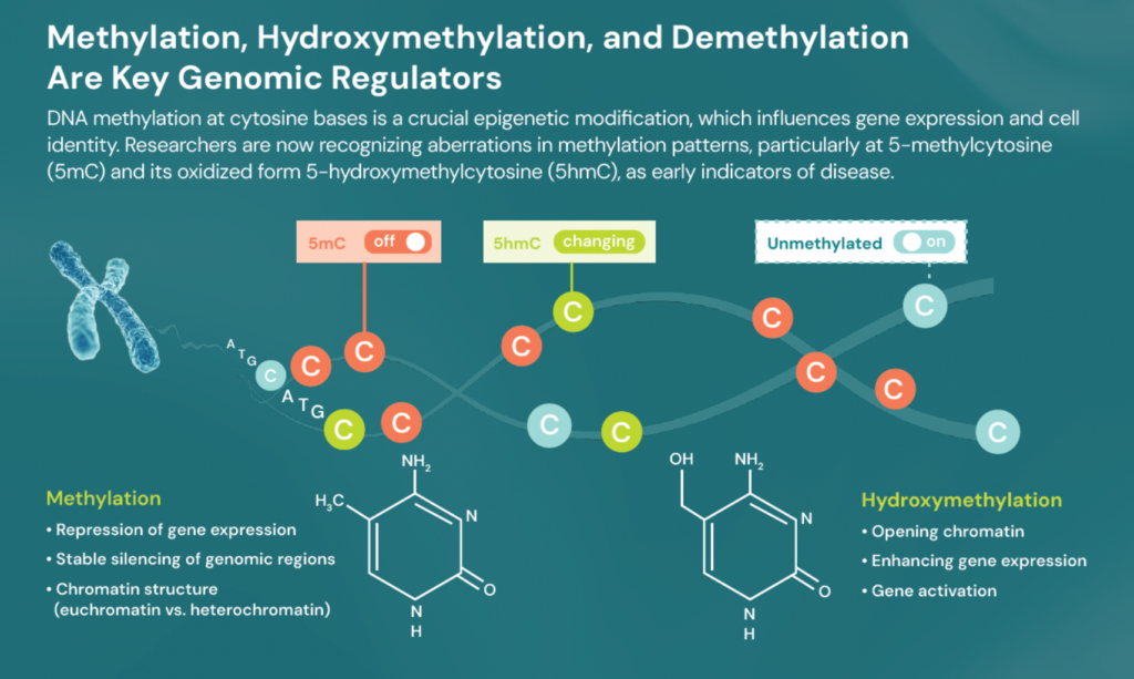 Key Genomic Regulators 2025 12 16 at 1.54.01 PM