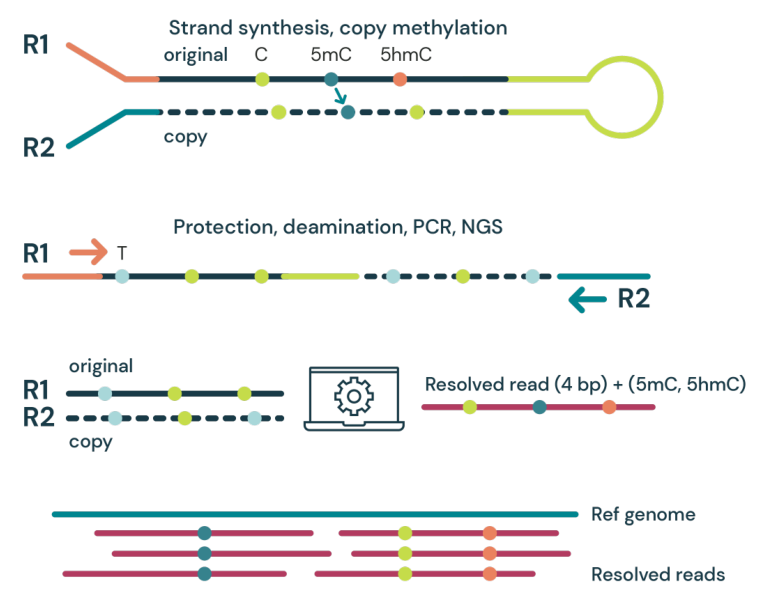 fig1 duet 6base workflow 1